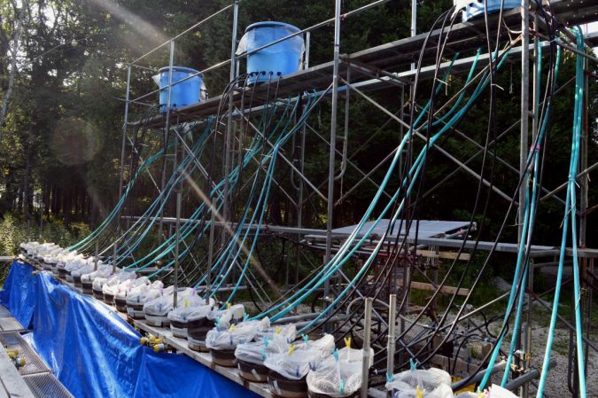 Predator species help to buffer climate change impacts on biodiversity 2 experimental system used in the research