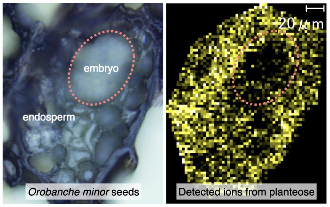 Scientists uncover the distribution and physiological role of…