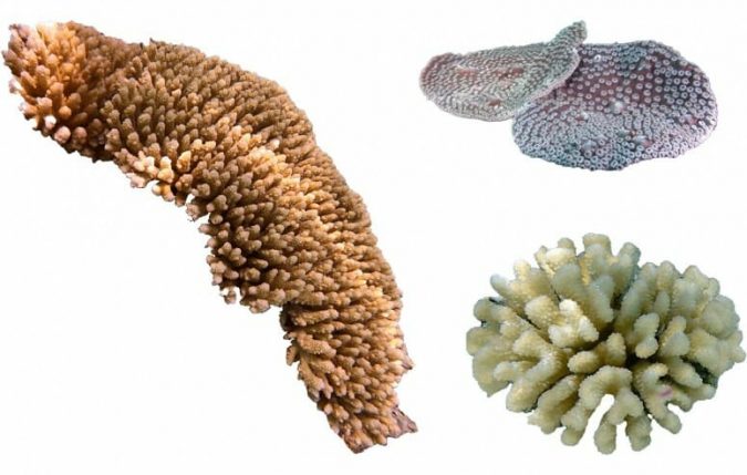 Coral skeleton formation rate determines resilience to acidifying oceans 2 three corals used resized press