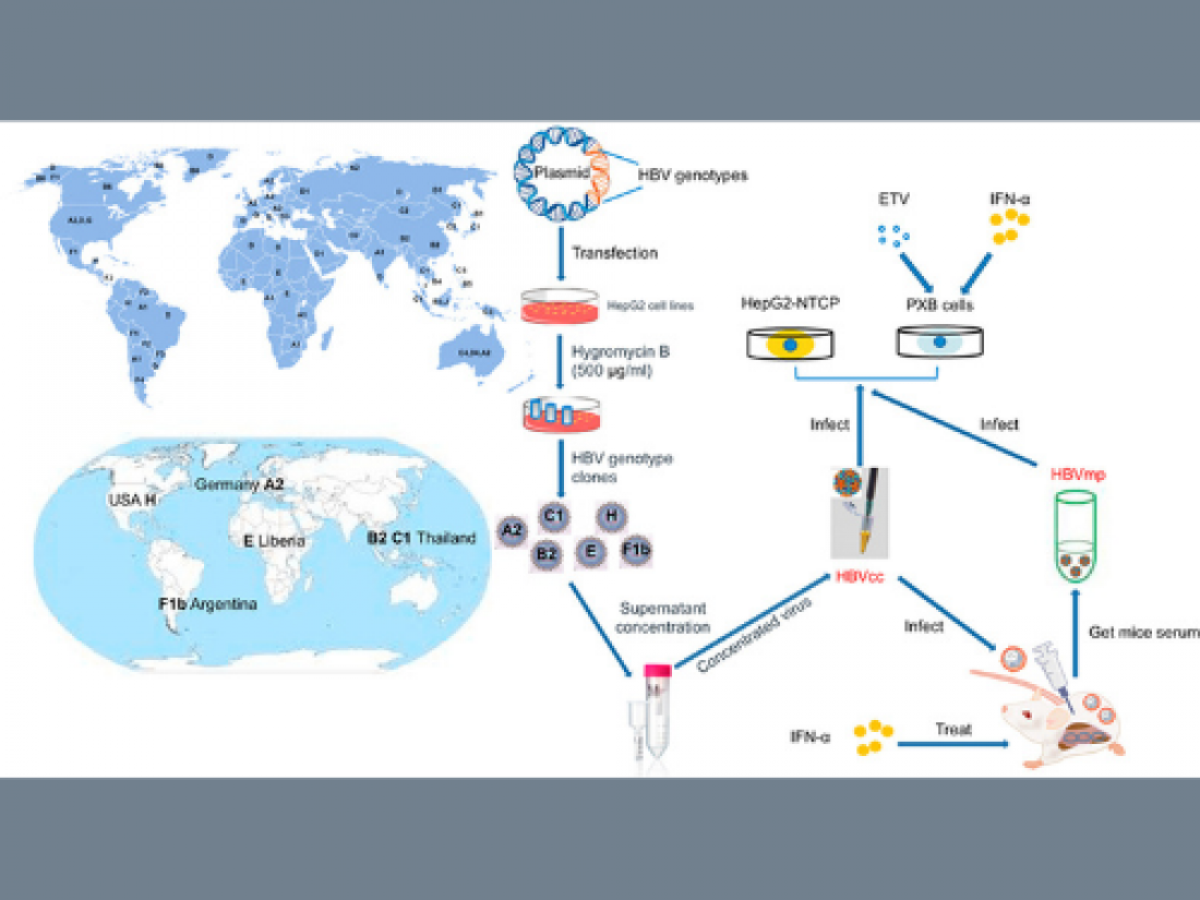 Hepatitis B cell lines a…