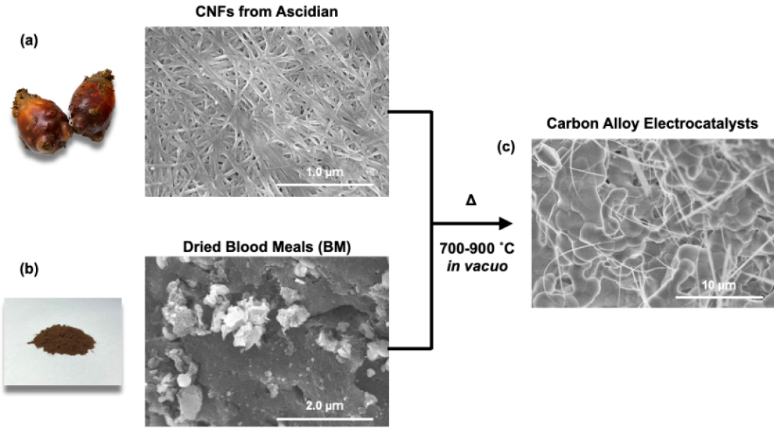 Harnessing Sea Pineapples and Blood Waste for Metal-air-battery…