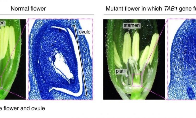 Rice flower and ovule