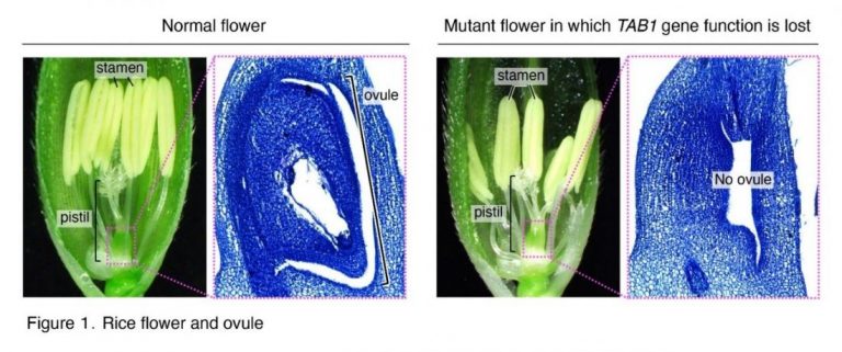 Rice production depends on TAB1 gene: research