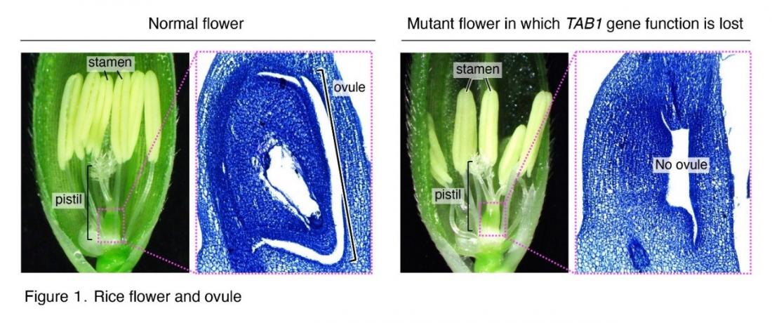 Rice production depends on TAB1 gene: research