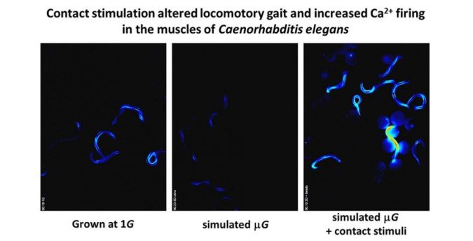 Microgravity Worms Help Solve Astronauts’ Muscle Troubles 2 microgravity worms