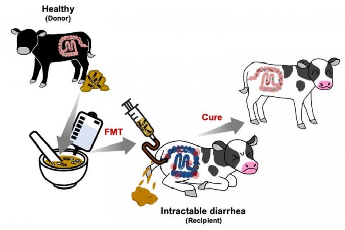 Treating Intractable Diarrhea in Calves and Improving Intestinal Microflora 2 pr treating intractable diarrhea in calves
