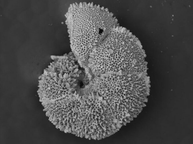 Ancient example of modern global warming was too hot for tiny, important ocean creatures 2 foram