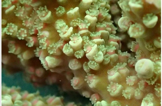 model reef building coral Acropora tenuis