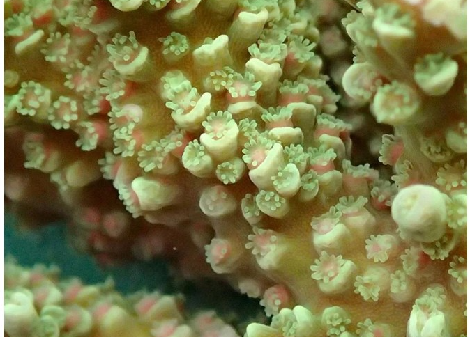 model reef building coral Acropora tenuis