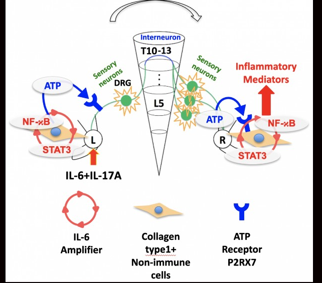 Research shows neural cells migrated from joints are involved in inflammation spread