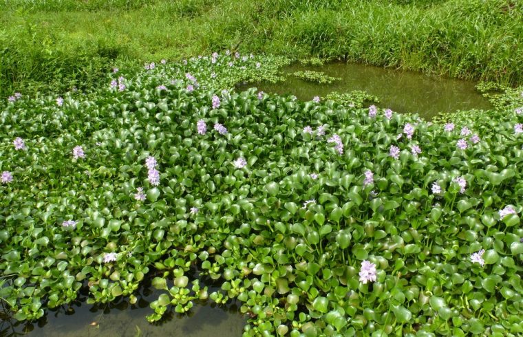 floating hyacinth