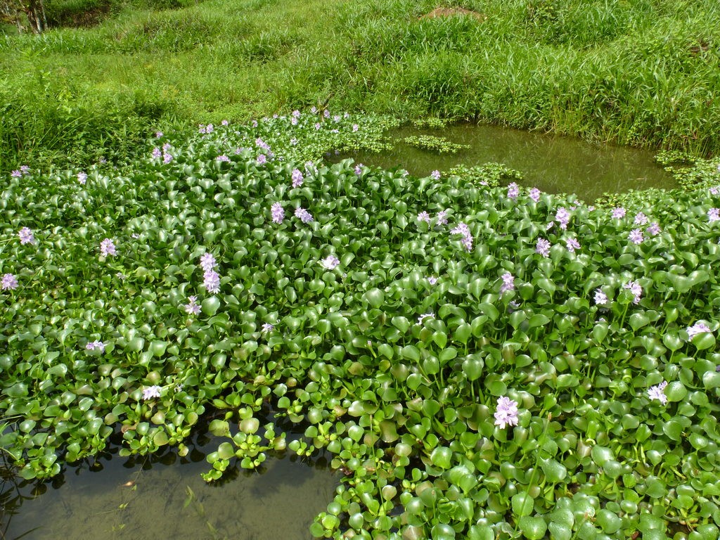 Floating mats of plastic and plants are visible…