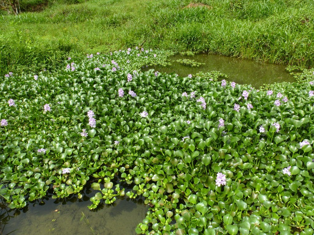 Floating mats of plastic and…