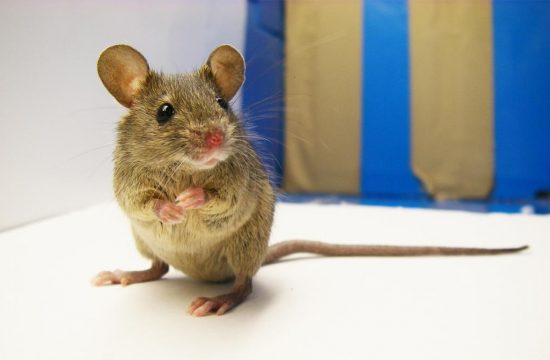 Mus musculus