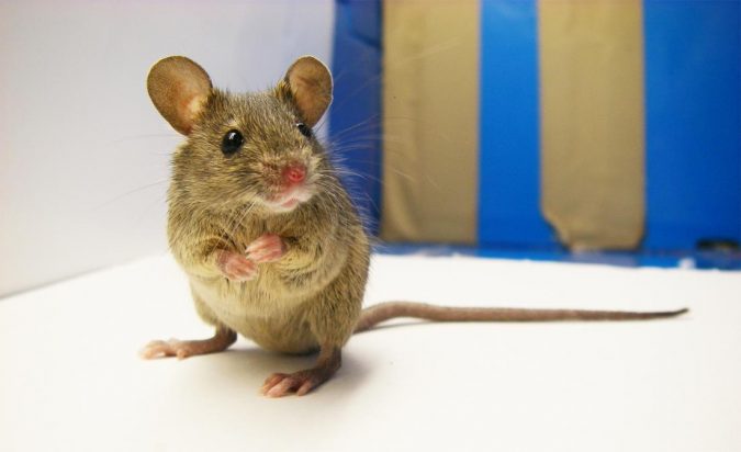 Scientists reveal the diverse history of the wild house mouse across Europe and Asia 2 Mus musculus