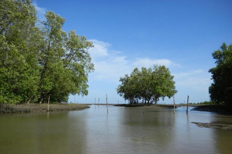 Japanese researchers develop a model to explore carbon storage in mangrove forests