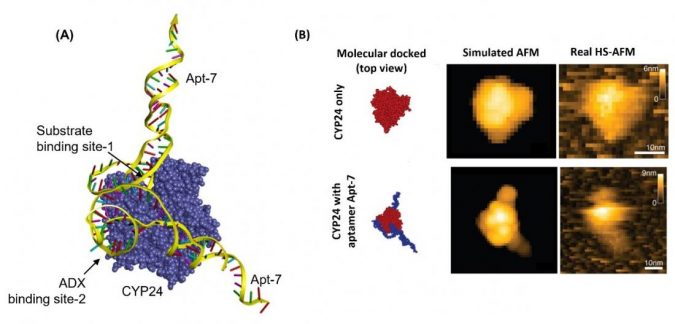 molecule for cancer