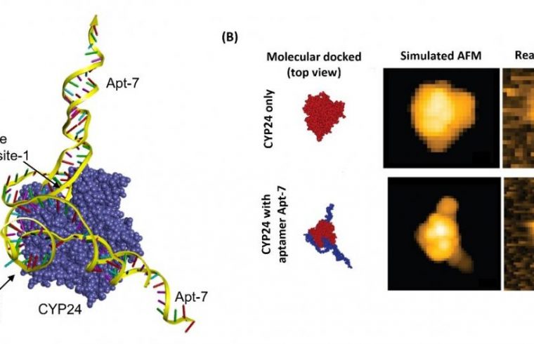 molecule for cancer