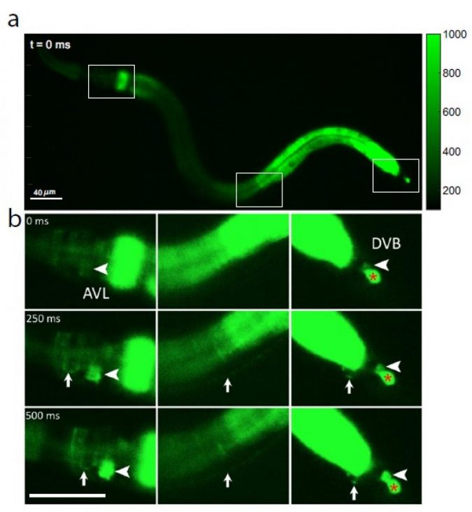 How an internal body clock keeps roundworms free from constipation 2 Calcium fluorescence images
