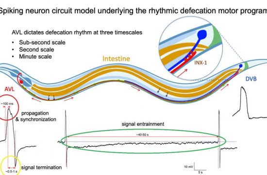 Figure for Celegans enteric motor neurons 2 circle added