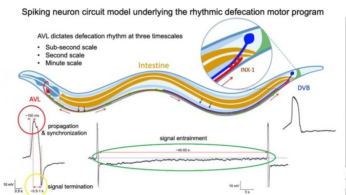 How an internal body clock keeps roundworms free from constipation 3 Figure for Celegans enteric motor neurons 2 circle added