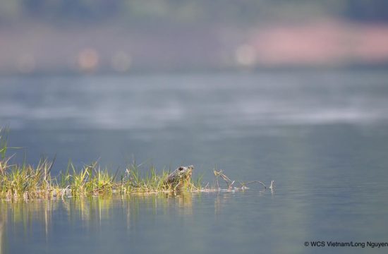 Rafetus Swinhoe on floating grass in Dong Mo Lake on April 5 2022 @ WCS Long Nguyen