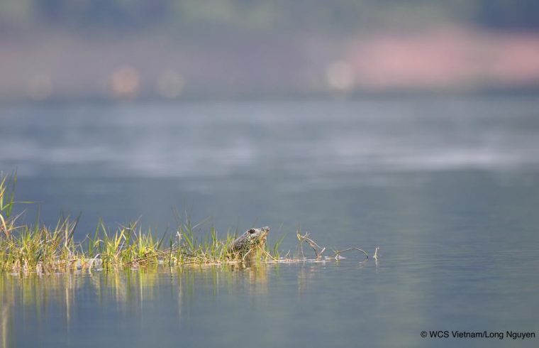 Rafetus Swinhoe on floating grass in Dong Mo Lake on April 5 2022 @ WCS Long Nguyen