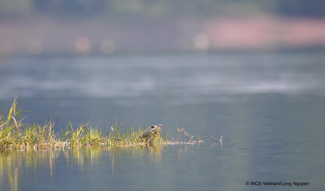 World’s Rarest Turtle Rafetus Swinhoei on floating grass…