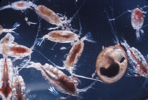 Tiny marine animal provides new…