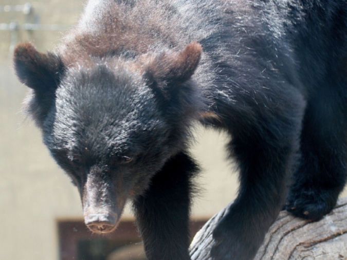 hibernation study Japanese black bear