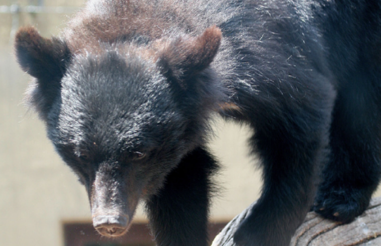 hibernation study Japanese black bear