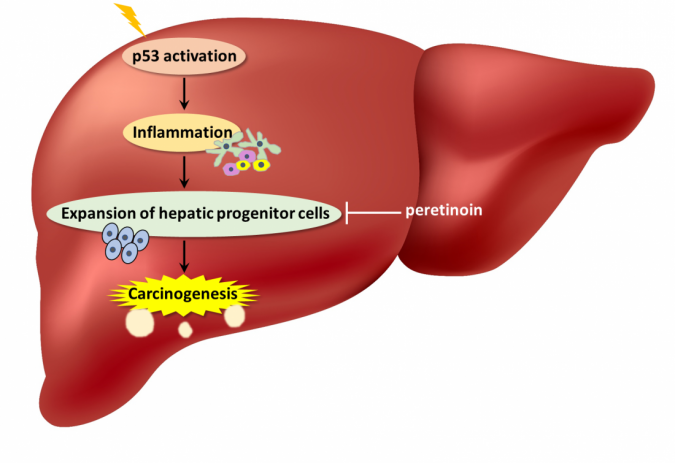 Researchers identified tumor suppressor p53 paradoxically promotes liver cancer development 2 p53 liver