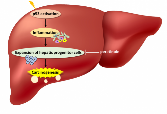 p53 liver