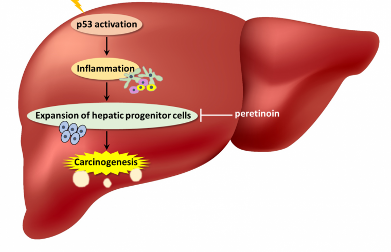 p53 liver