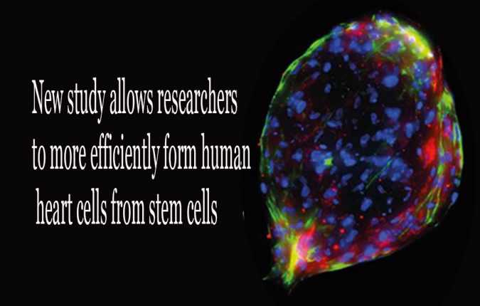 New study allows researchers to more efficiently form human heart cells from stem cells 2 stem cell
