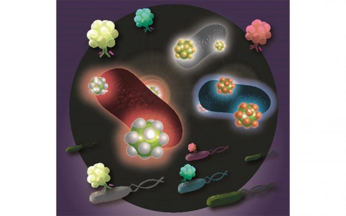 imple rapid method to simultaneously identify multiple food poisoning bacteria