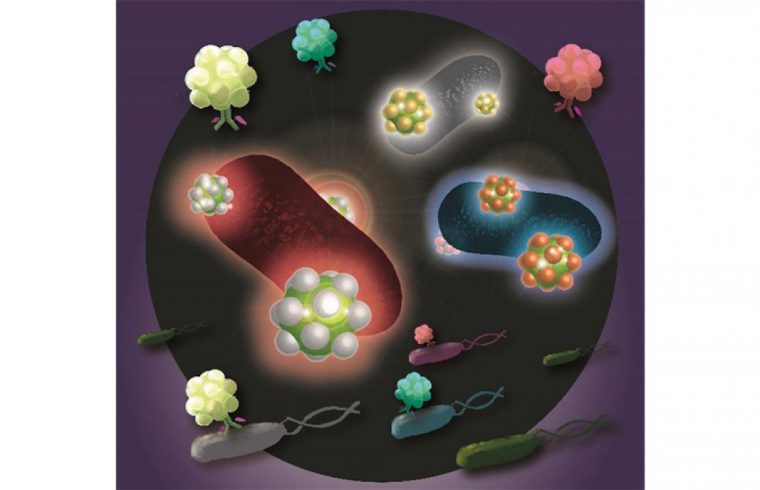 imple rapid method to simultaneously identify multiple food poisoning bacteria