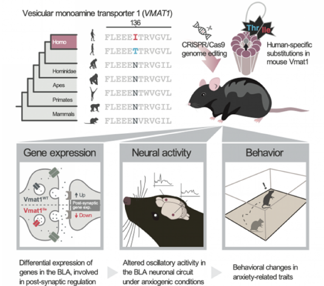 A Brain Mechanism Underlying the Evolution of Anxiety