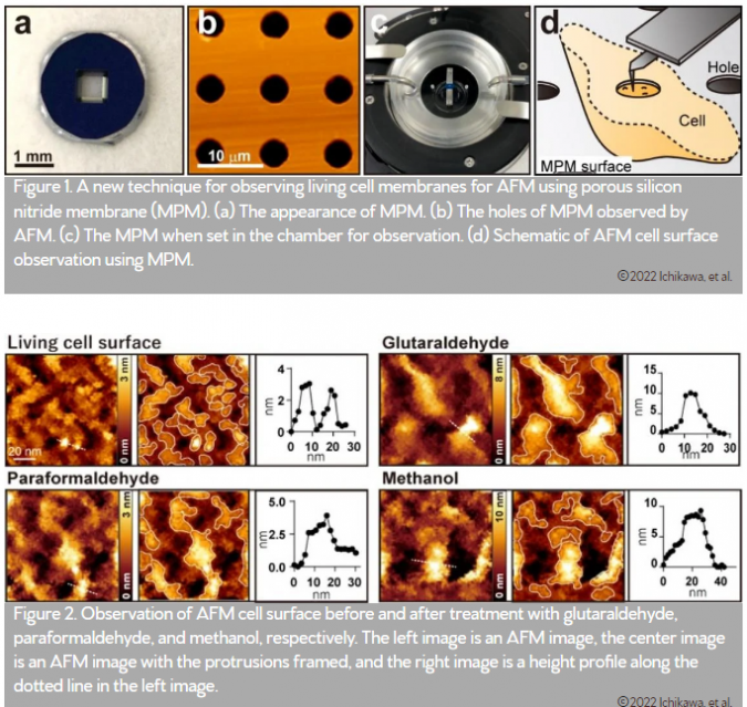 Chemical fixation causes aggregation artefact 2 observaion of afm cell surfce