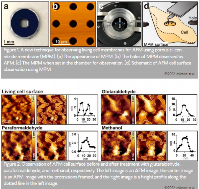 observaion of afm cell surfce