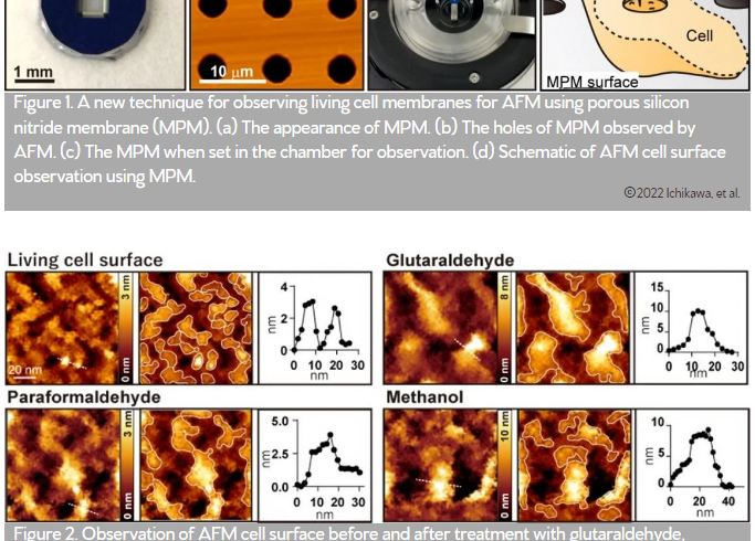 observaion of afm cell surfce