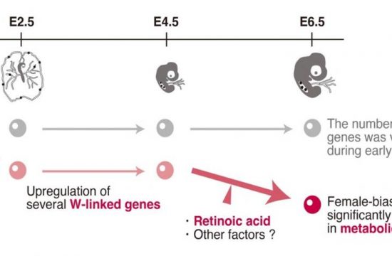 A schematic illustration of our findings in this study