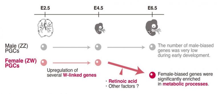 Researchers Investigate Sex-determination Mechanisms in Birds