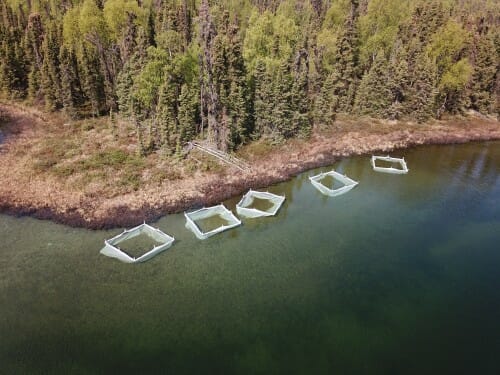 How a small, unassuming fish helps reveal gene adaptations 2 Aerial of Kenai Peninsula enclosures