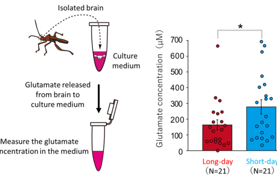 Brain glutamate levels are significantly high under short days