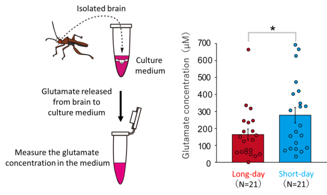 Hickory Dickory dock, the bean bug brain’s biological clock 2 Brain glutamate levels are significantly high under short days