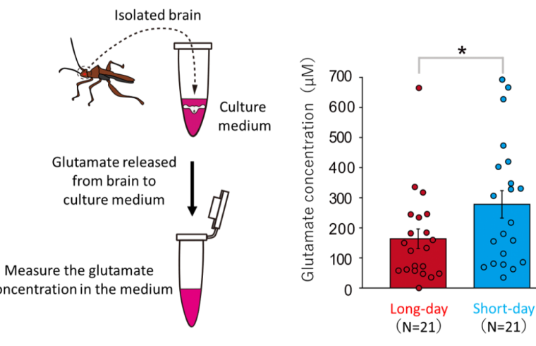 Brain glutamate levels are significantly high under short days