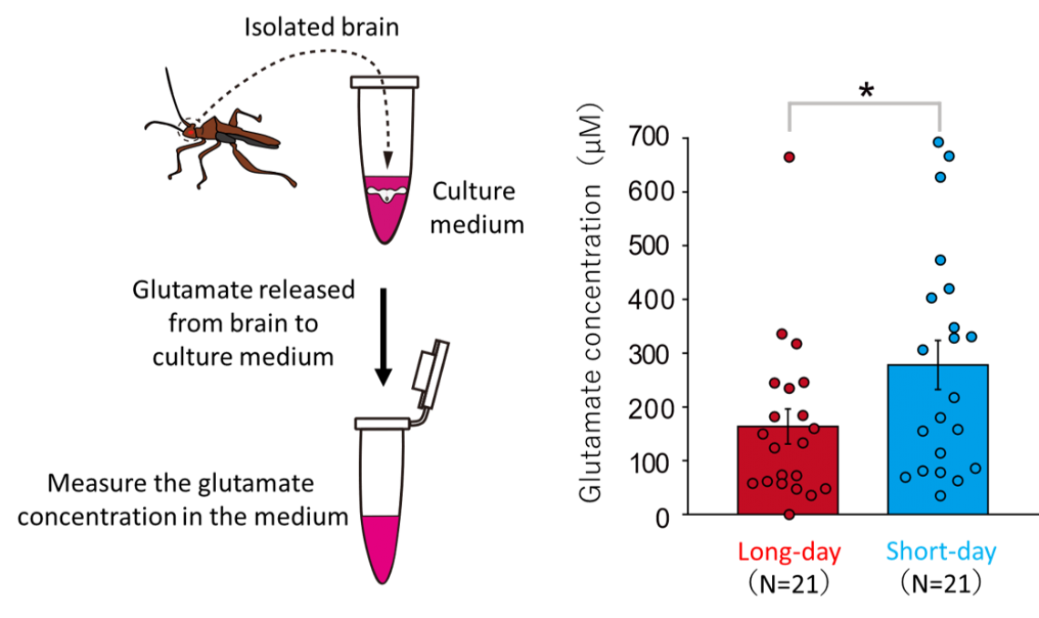 Hickory Dickory dock, the bean bug brain’s biological clock