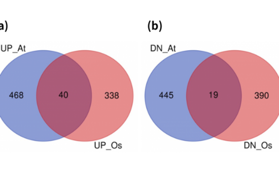 Number of upregulated and downregulated genes in hipoxia treatments identified by meta analysis