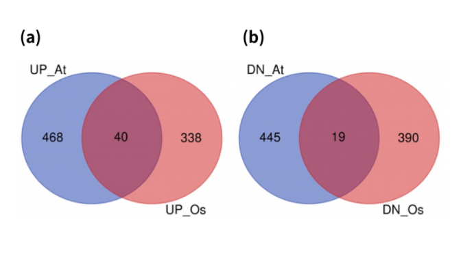 Number of upregulated and downregulated genes in hipoxia treatments identified by meta analysis